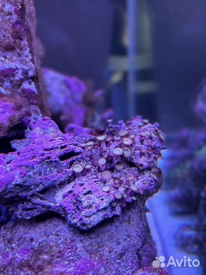 Живые Камни в морской аквариум