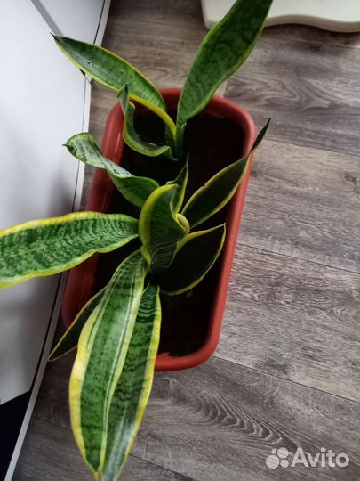 Сансевиерия