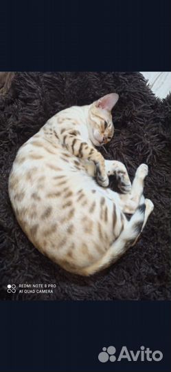 Бенгальская кошка