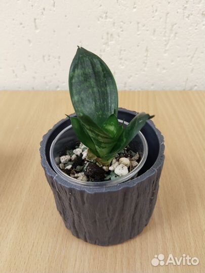 Сансевиерия ханни