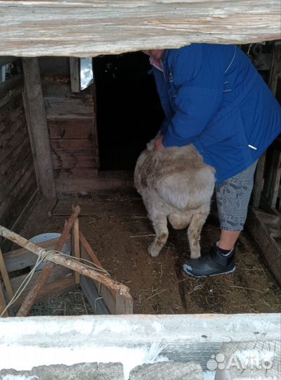 Курдючные бараны