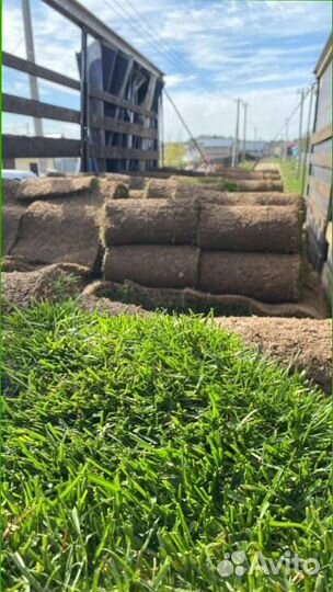 Рулонный газон