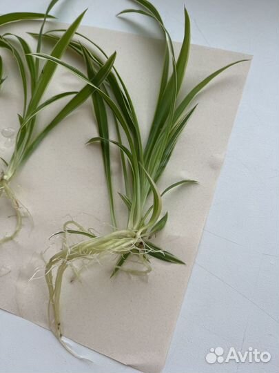 Хлорофитум