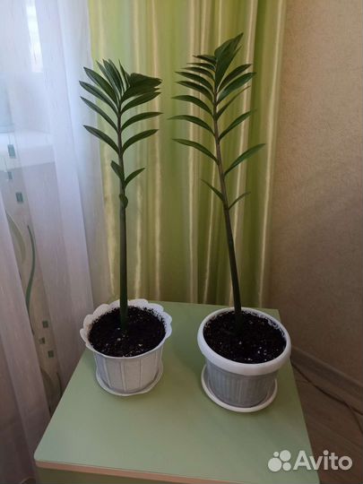 Замиокулькас