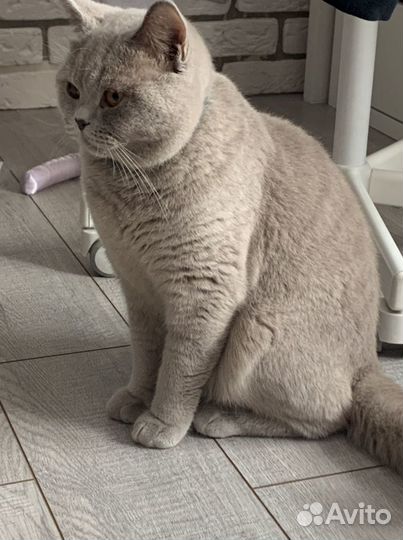 Британский лиловый кот вязка