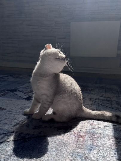 Шотландская вислоухая девочка