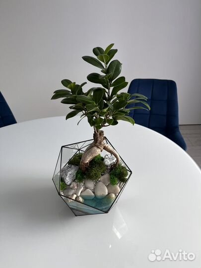 Флорариум Бонсай с водой