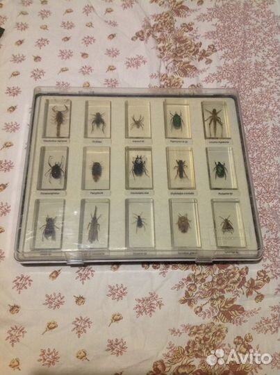 Коллекция Насекомые и их знакомые
