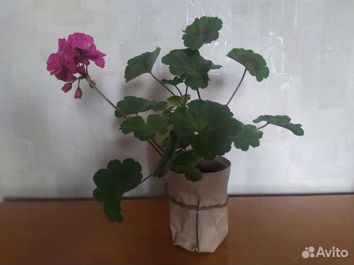 Герань пеларгония