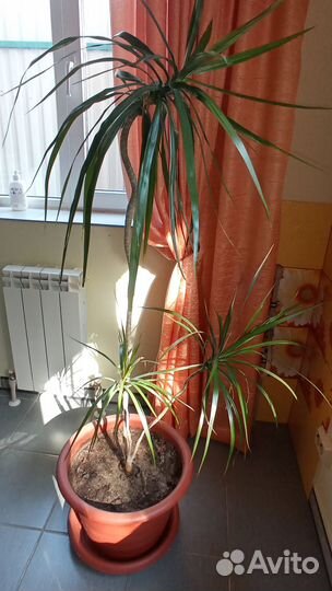 Комнатные растения