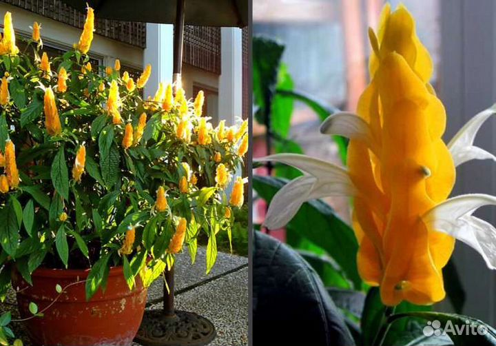 Комнатный цветок,Пахистахис''