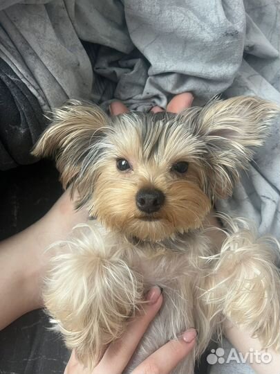 Йоркширский терьер