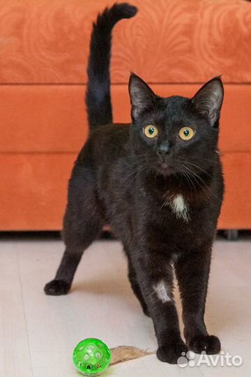 Симпатичная чёрная кошка