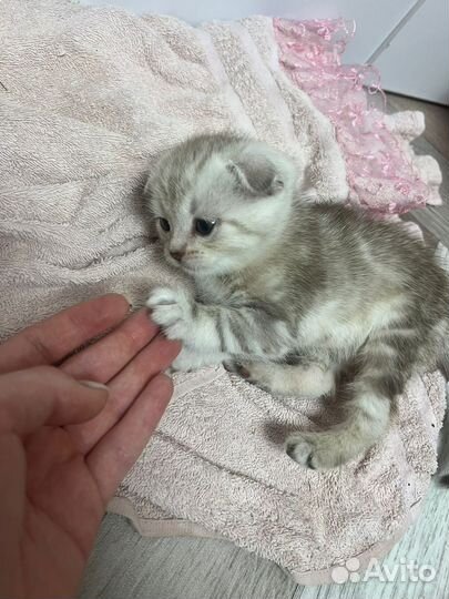 Шотландская вислоухая