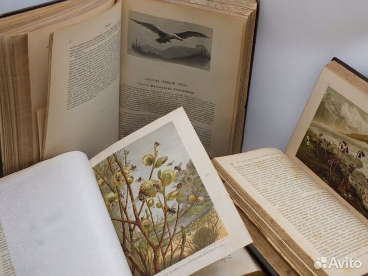 Книги Мир Природы