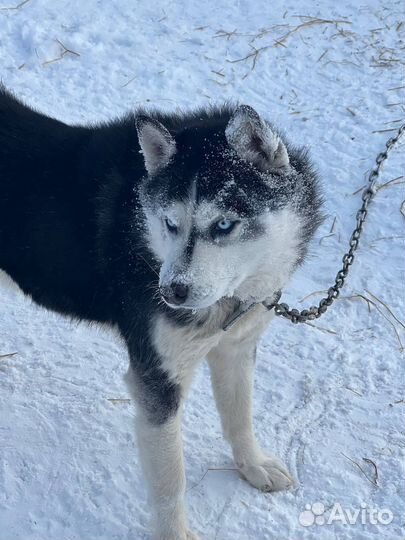 Собаки из приюта