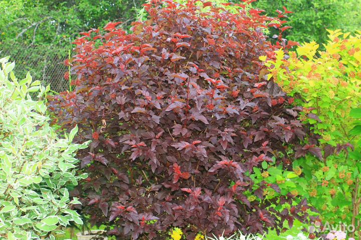 Пузыреплодник калинолистный Angel Gold, Red Baron