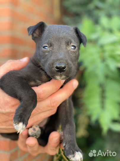 Собачки ищут домВозьмите друга