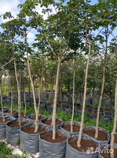 Ива, клен, липа, дуб красный, кедр, каштан, орех