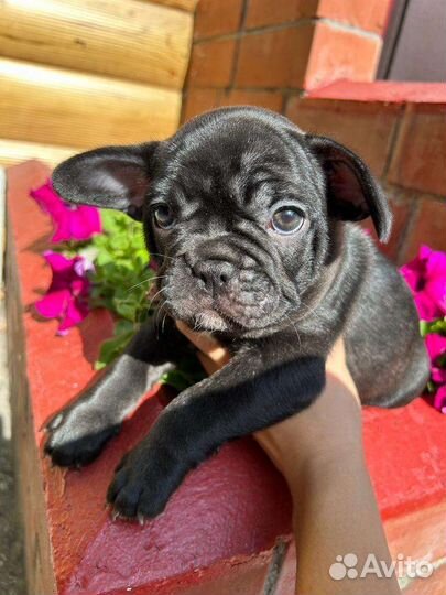 Французский бульдог