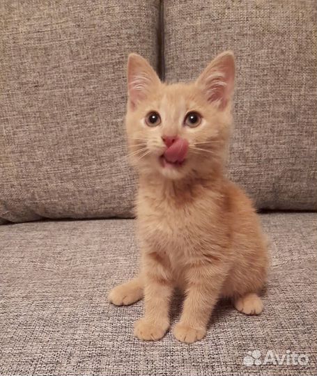 Персиковые котята