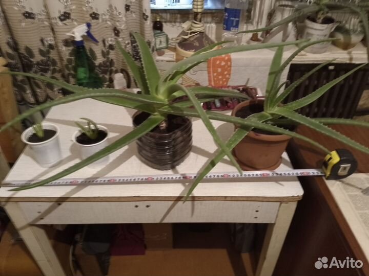 Цветок алоэ вера