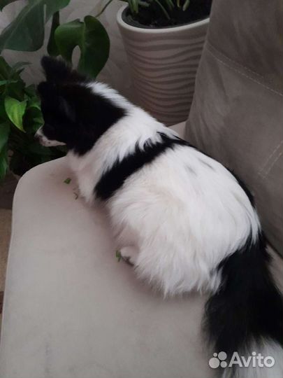 Малый немецкий шпиц