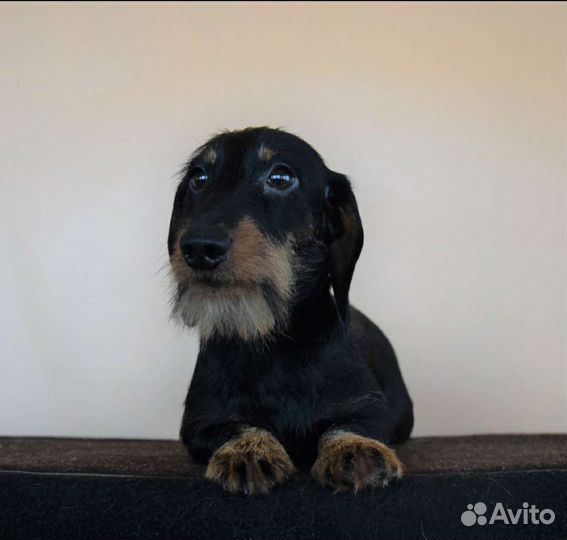 Такса миниатюрная жесткошëрстная