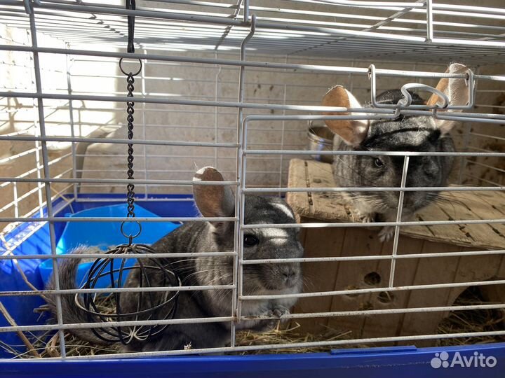 Шиншилы с клеткой