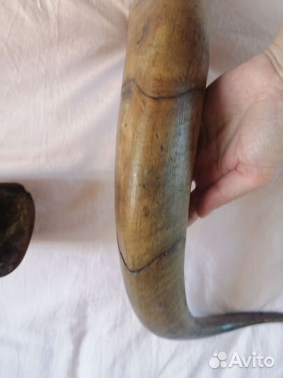 Рог быка большой 2 штуки