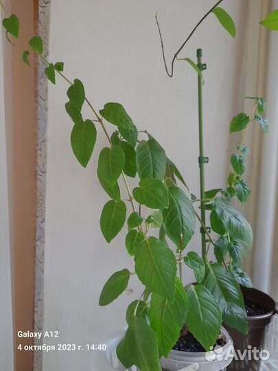 Глоксиния. Фуксия. Традесканция. Герань