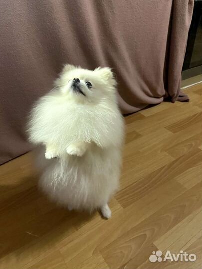 Померанский шпиц мини вязка