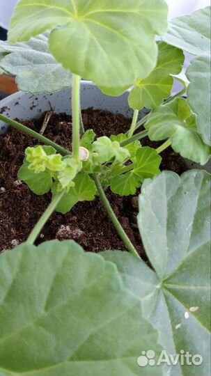 Пеларгония герань Рыжая Бестия