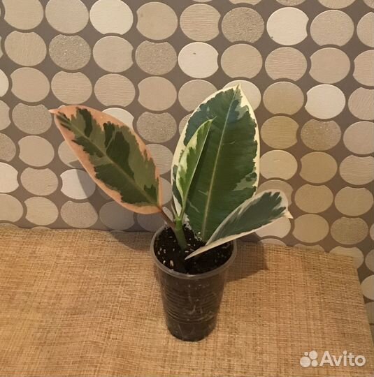 Комнатные цветы