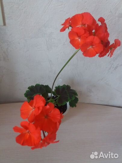 Пеларгония Черный бархат