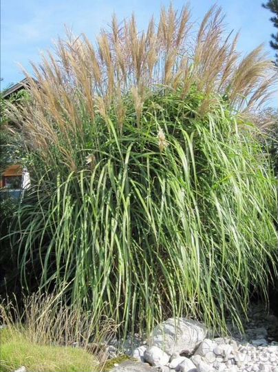 Мискантус гигантский