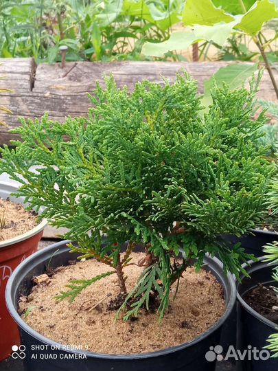 Хвойные и другие для сада