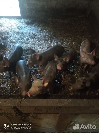 Поросята макстер