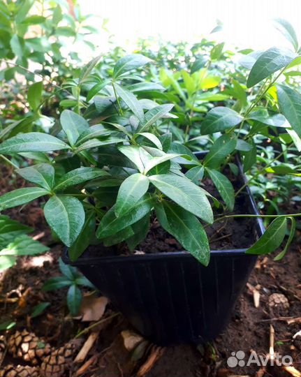 Барвинок зелёный ковёр