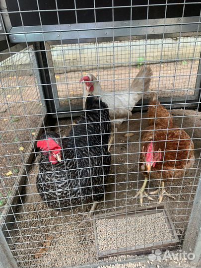 Курицы несушки