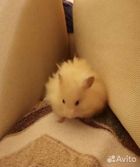 Передержка животных