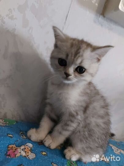 Шотландские котята
