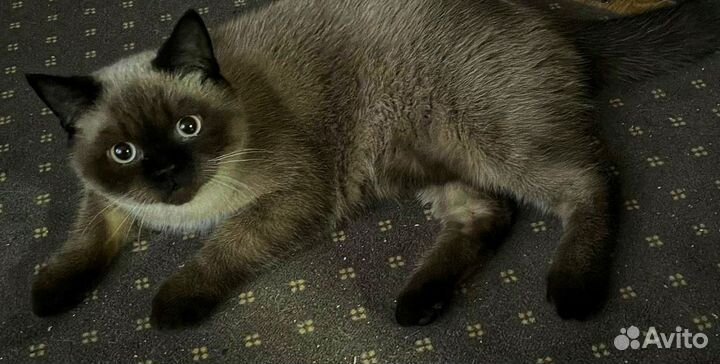 Шотландский Кот вязка