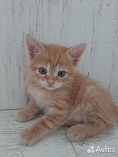Рыжий котенок