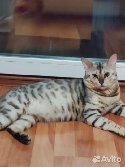Бенгальский кот на вязку