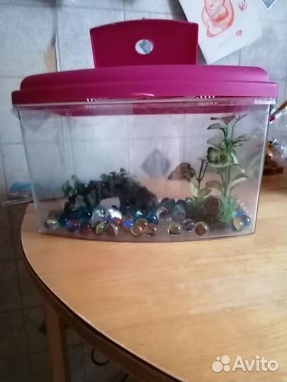 Миниаквариум