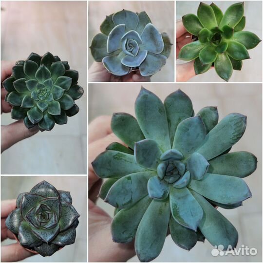 Каменная роза, эхеверия в ассортименте