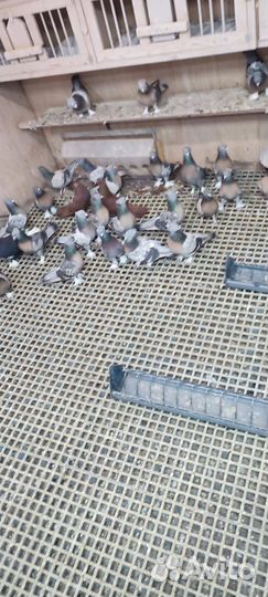 Голуби такла