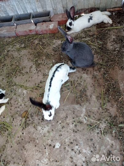 Кролики строкачи