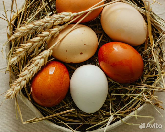 Домашние куриные яйца